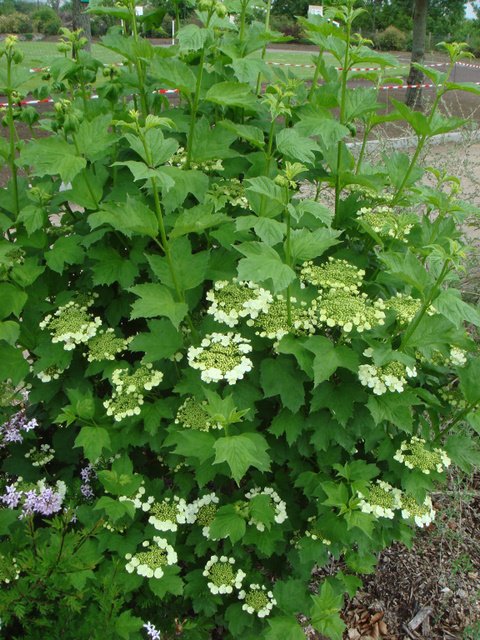 Viburnum opulus